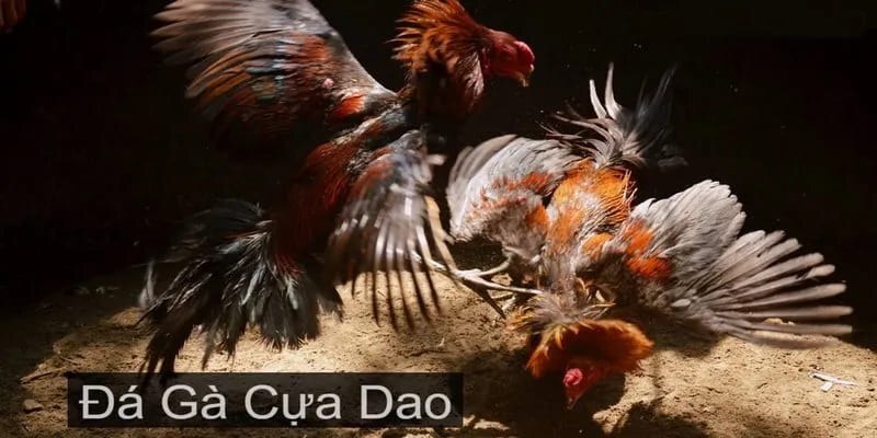 da-ga-cua-dao